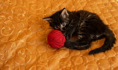 a dark-colored Mei kun kitten is lying on the bed and playing with a red ball