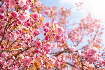sakura blooms. sakura flowers in the sun on a warm spring day. beautiful nature background.