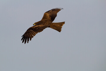 eagle in flight