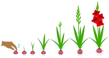 Cycle of growth of a gladiolus plant isolated on a white background.