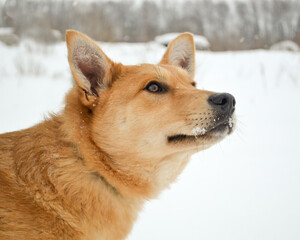 Portrait of an adult red dog on snow background