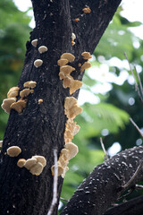 A kind of Shelf Fungus, Artist’s Conk (Ganoderma applanatum), growing on a dead tree : (pix SShukla) - obrazy, fototapety, plakaty