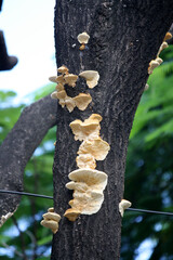 A kind of Shelf Fungus, Artist’s Conk (Ganoderma applanatum), growing on a dead tree : (pix SShukla)