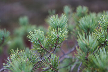 Green pine tree close up details.