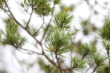 Obraz premium Green pine tree close up details.