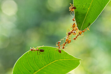 Ant action standing. Ant bridge unity team, Concept team work together.