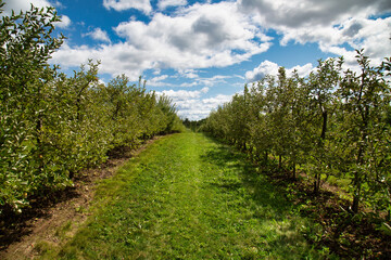 A typical apple farm in Ontario, Canada