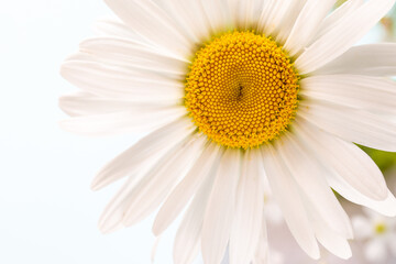 White daisy chamomile flower. Creative lifestyle, summer, spring concept. Copy space, flat lay, top view.