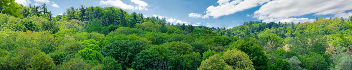 A pre-fall panoramic view of the tree tops at Lion's Valley park from the top