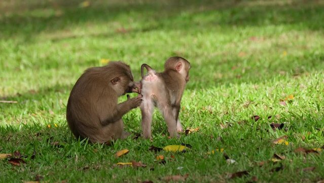 Northern Pig-tailed Macaque, Macaca leonina seen grooming and pulling pest from the butt of its child in Khao Yai National Park during the afternoon, Thailand.