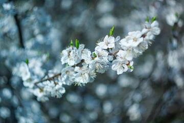 A branch of a flowering tree on a blue background.