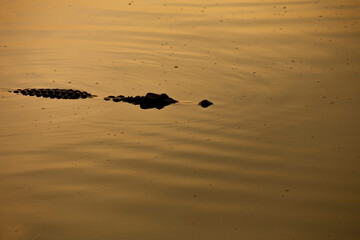 silhouette hungry wildlife crocodiles hidden in the water for hunting prey in the river.