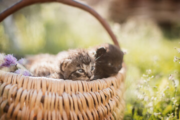 Katzenbabys