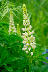 White lupines on a summer flowering meadow