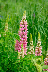 Pink lupines on a summer flowering meadow