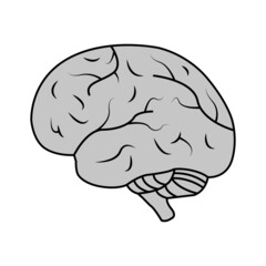 Brains stylish vector icon. Vector illustration of human brains. Side view of brains. Vector illustration.