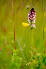Brand-Knabenkraut, Orchis ustulata,