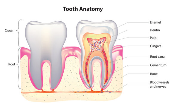 Detailed tooth anatomy (anatomy of tooth)