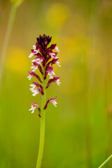Brand-Knabenkraut, Orchis ustulata,