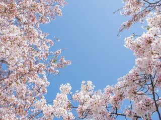 満開の桜