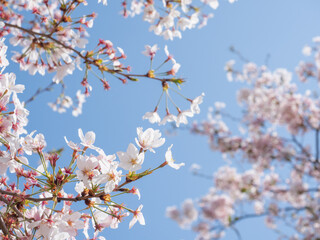 満開の桜