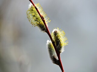 willow catkins in spring
