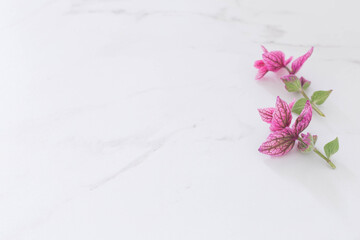 branches of pink decorative sage on white marble background