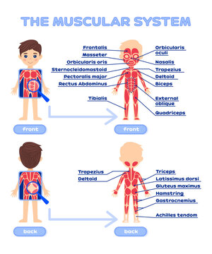 Human Muscular System with a Description. Front and Back view. Worksheet for Anatomy and Biology lesson. Poster. Printable. Cartoon style. White background. Vector image for Education with Children.