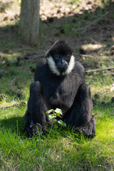 L`Hoest`s monkey, Allochrocebus lhoesti, mountain monkey or meercat sitting on grass