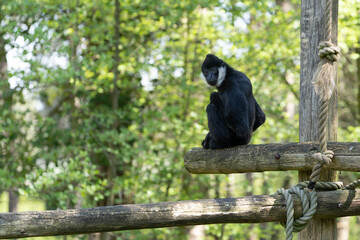 L`Hoest`s monkey, Allochrocebus lhoesti, mountain monkey or meercat sitting on a wooden climbing construction