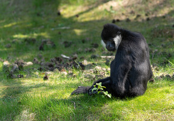 L`Hoest`s monkey, Allochrocebus lhoesti, mountain monkey or meercat sitting on grass
