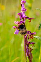 Kleines Knabenkraut, Anacamptis morio, Orchis morio