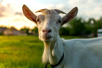 Grey goat portrait. Sunset time