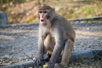 baboon sitting on the ground