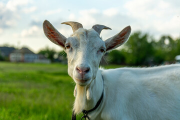 Grey goat portrait. Sunset time