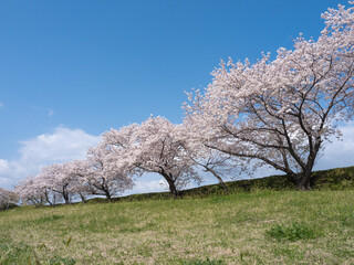 土手の上の桜並木