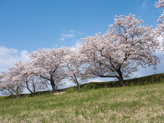 土手の上の桜並木