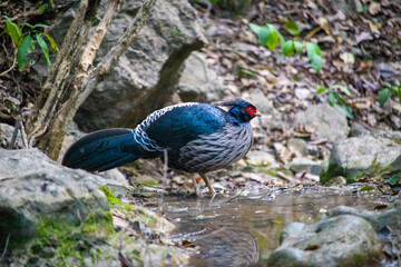 pheasant in the wild