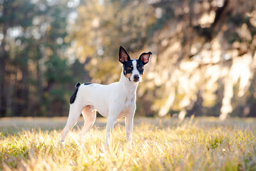 Rat Terrier in a clearing in the woods at sunset. Dog is standing on grass in the sun with trees in the background. Rat terrier portrait at the park.	