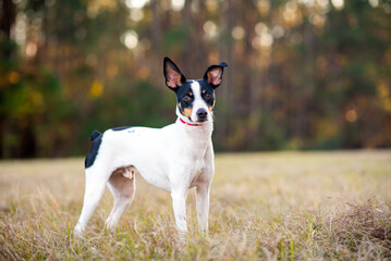 Rat Terrier in a clearing in the woods at sunset. Dog is standing on grass in the sun with trees in the background. Rat terrier portrait at the park.	 - obrazy, fototapety, plakaty