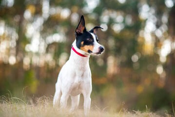 Rat Terrier in a clearing in the woods at sunset. Dog is standing on grass in the sun with trees in the background. Rat terrier portrait at the park.	 - obrazy, fototapety, plakaty