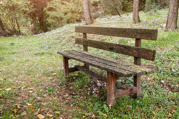 An old lichen-covered wooden bench in a village park in the middle of a dense forest. Atmospheric mood