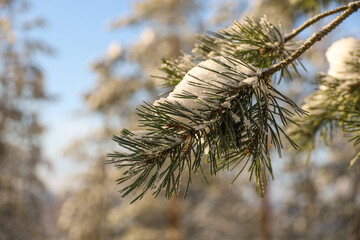 Pine branch close-up in the winter forest. Sunny frosty day. Selective focus