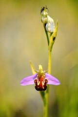 Bienen-Ragwurz, Bienenragwurz, Ophrys apifera,