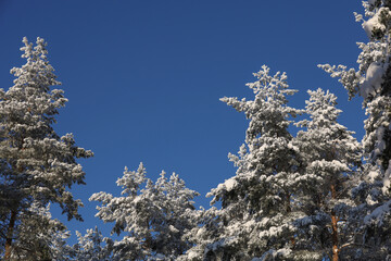 Snow-covered pines in the snow against the blue sky. Sunny frosty winter forest