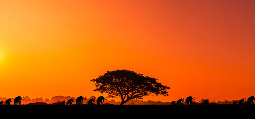 sunset and sunrise with silhouette tree. amazing view.