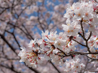 満開の桜