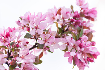 Bright beautiful spring image of a branch of a blossoming cherry tree with large flowers of pink color on a light background