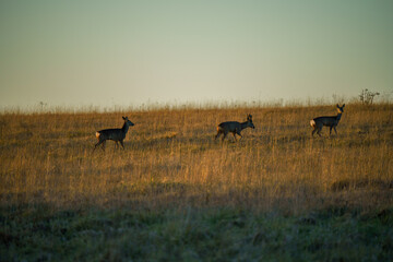 Wild Roe Deer (Capreolus capreolus) on make their eay across meadow grassland in th elate afternoon