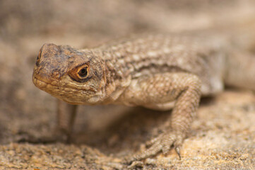 lizard on a rock